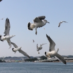 Matsushima seagulls fighting for food