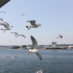 Matsushima seagulls following cruise