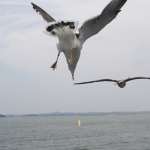 Matsushima seagull diving for food