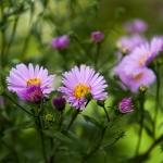 Flowers at Ballard Locks 1