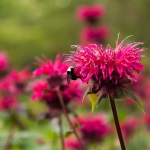 Flowers at Ballard Locks 2