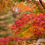 Colored leaves
