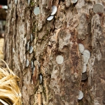 Old tree with coins